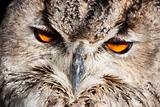 Royal owl - Bubo Bubo