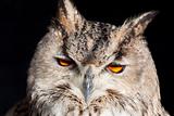 Royal owl - Bubo Bubo