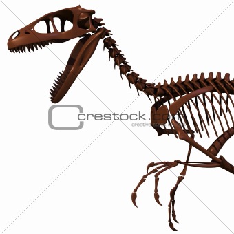 The skeleton of Dromaeosaurus.