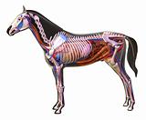 Anatomy of a horse.