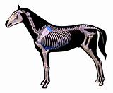 Skeleton of a horse.