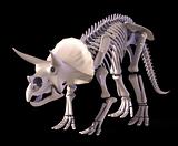 The skeleton of Triceratops.