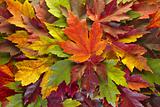 Maple Leaves Mixed Fall Colors Background