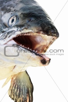 Pink salmon head close up isolated on white