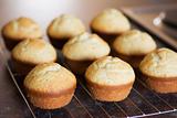 Twelve freshly baked vanilla muffins
