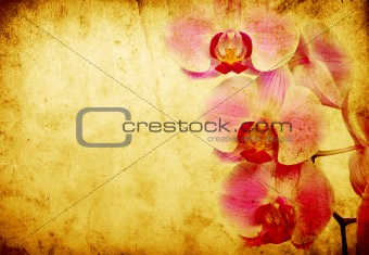  orchid 