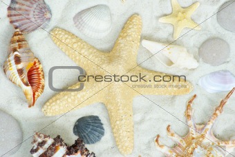 starfish and shells 