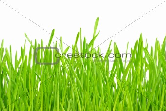  grass 