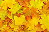 maple leaf background