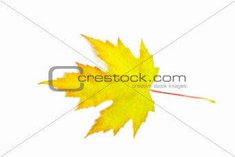 autumn  leaf 
