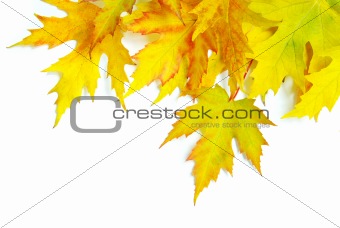 autumn leafs 