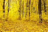  autumn forest