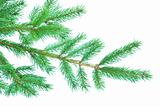 fir tree branches 