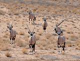 Gemsbok Antelope (Oryx gazella)