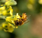  bee collecting pollen from yellow spring flower of broccoli 
