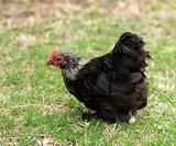 Birchen Cochin Bantam Hen - backyard poultry - pekin black