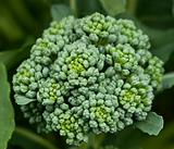 fresh organic vegetable broccoli homegrown in garden