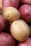 Red and white organic potatoes