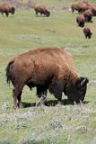 American Bison grazing