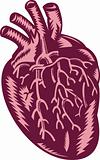 anatomy of the human heart
