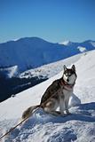 Siberian husky sitting on the snow