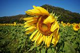 Blown sunflowers in the field