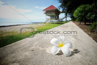 Relax time one the beach with white flower