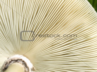underside gills of mushroom fungi texture