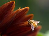 european honey bee on flower petal