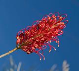 red flower grevillea australian native plant