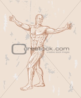  male human anatomy 