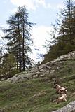 Capra Ibex - Italian Alps