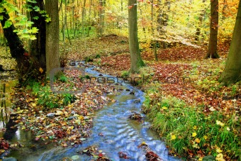 Idyllic creek in a fabulous autumnal wood
