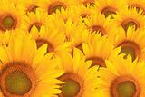 beautiful yellow Sunflower