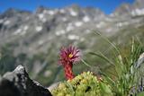 flowering Alpine plant