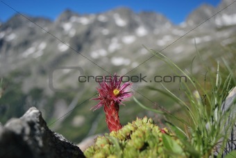 flowering Alpine plant