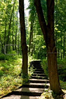 Stairway through trees
