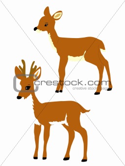 reindeer - animal