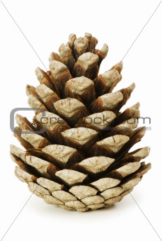 Dry cone isolated on the white