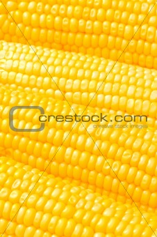 Extreme close up of yellow corn cobs