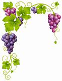 Vector grape frame 3