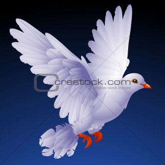 Vector white dove