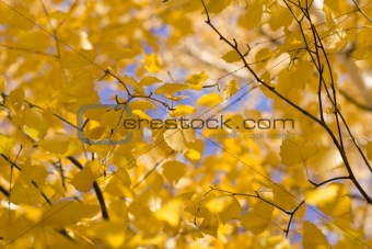 Yellow  birches