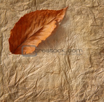 Closeup of old  parchment paper with leaf
