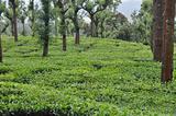 Tea Grdens South India