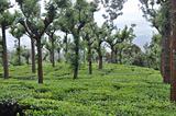 Tea Grdens South India