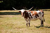 Texas Longhorn Cow in Meadow