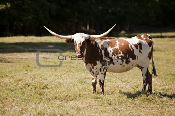 Texas Longhorn Cow in Meadow