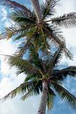 Palm trees and blue sky