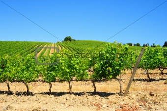 Vineyard In The Chianti